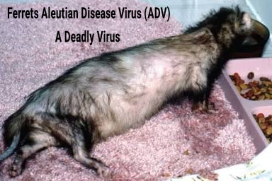 The Silent Killer: Ferrets Aleutian Disease Virus (ADV)