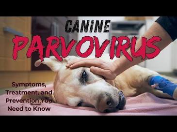 The Canine Parvovirus Epidemic: What Every Dog Owner Needs to Know”